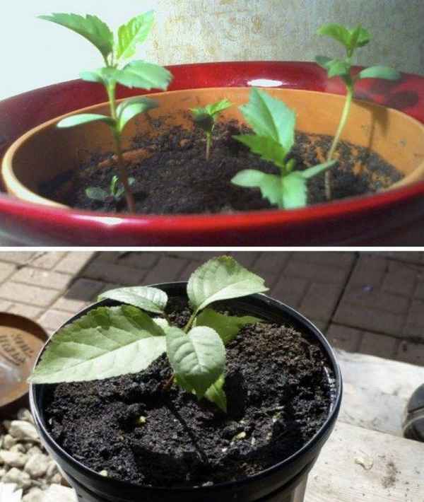 Способ выращивания черешни из косточки в домашних условиях