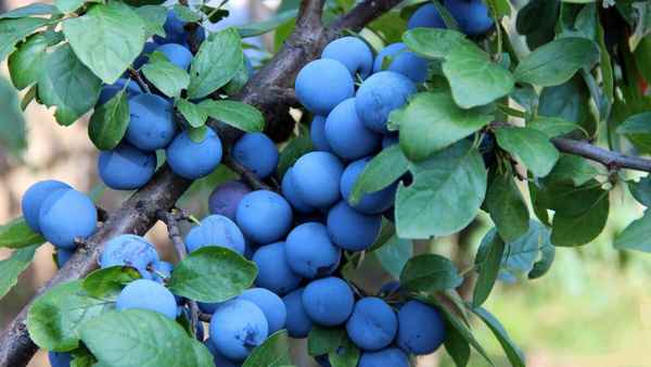 Особенности сливы Тёрн