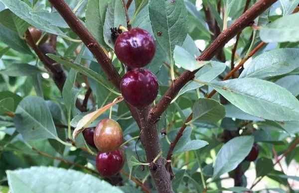 Особенности сливово-вишнёвого гибрида