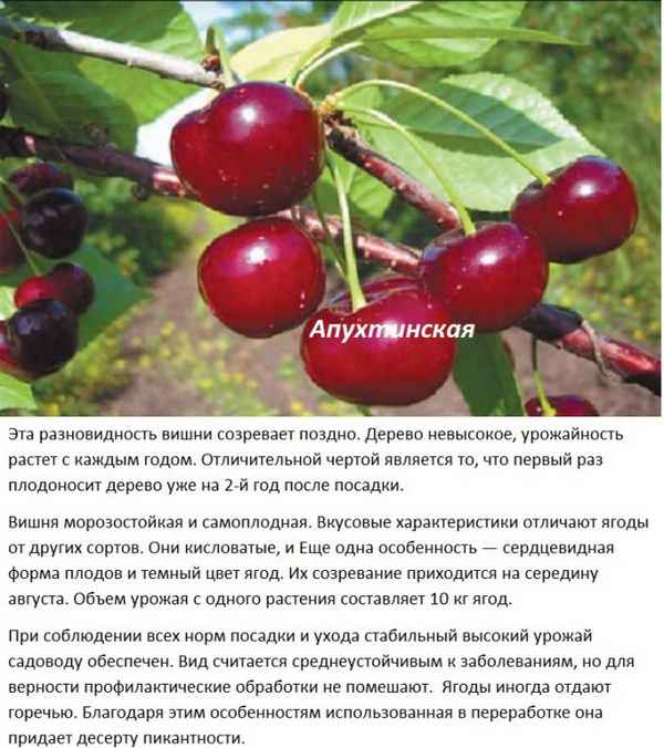 Особенности посадки и дальнейшего ухода за вишней Новелла