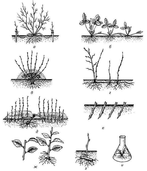 Методы размножения вишни, посадка и последующий уход