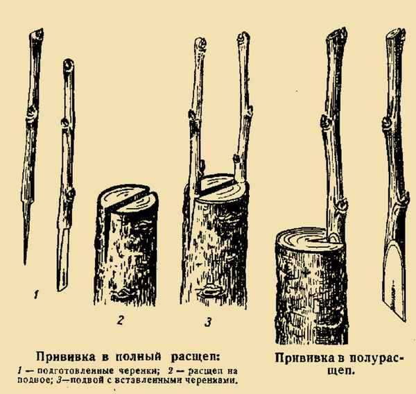 Особенности прививки яблони в домашних условиях