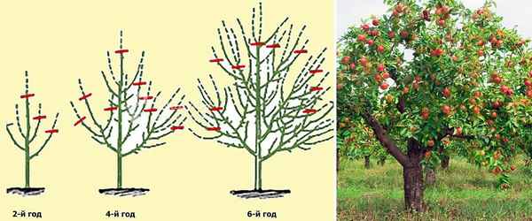 Как формировать крону у яблони