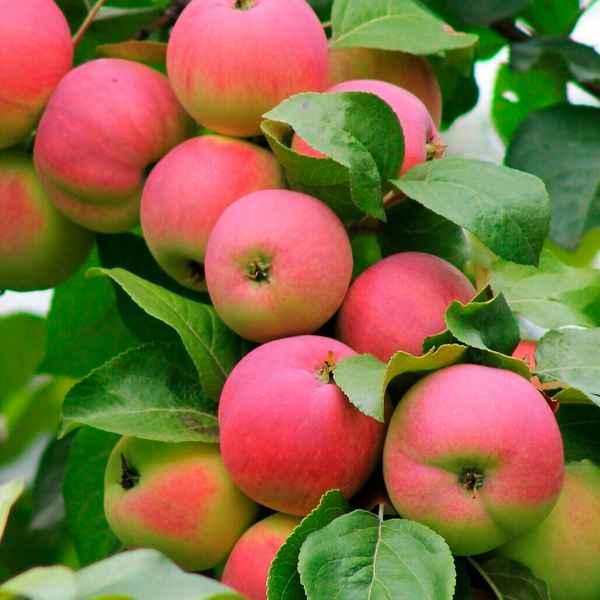 Особенности выращивания яблони сорта Заветное