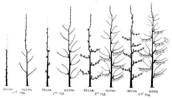 Как обрезать колоновидную яблоню осенью