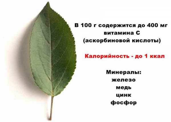 Польза и вред, особенности применения листьев яблони