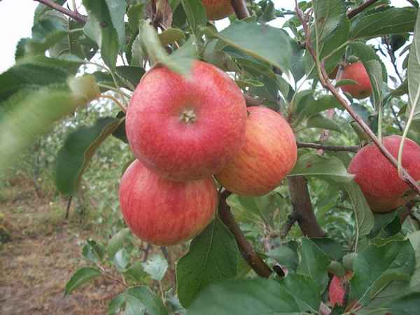 Особенности посадки и ухода за яблоней сорта Фуджи