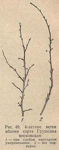 Выращивание и уход за яблоней Грушовка