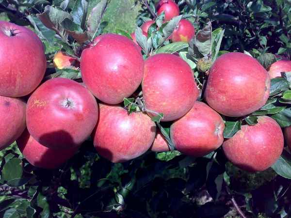 Яблоня сорта Глостер: особенности посадки и ухода