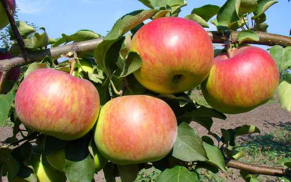 Особенности выращивания яблони сорта Рождественское и ухода за ней
