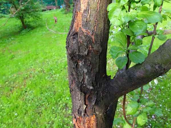 Как лечить paк на яблоне?