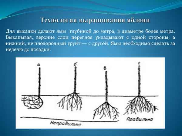 Особенности технологии выращивания яблонь