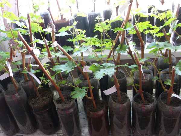 Как правильно выращивать виноград из черенков