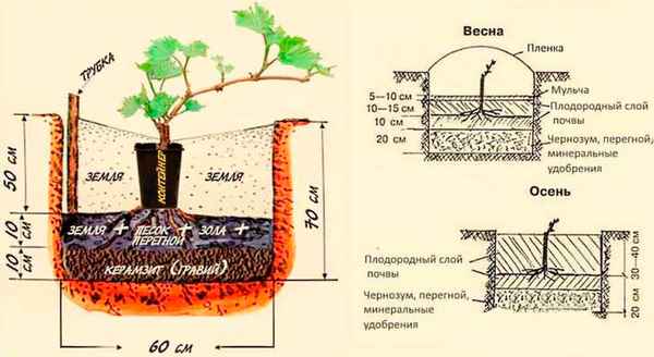 Как и когда сажать виноград весной?