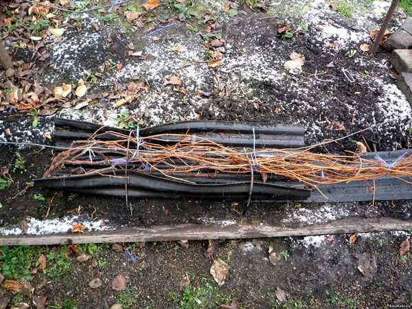 Как правильно укрыть виноград на зиму в Подмосковье