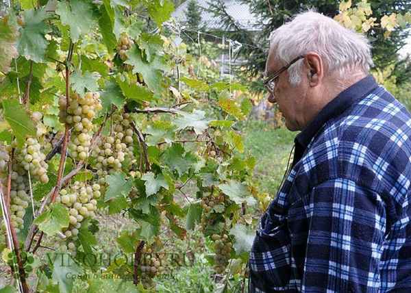 Как выращивать виноград в Подмосковье, Москве и Московской области