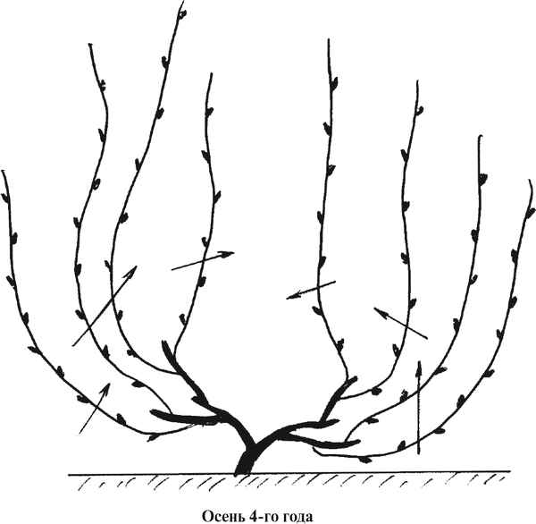 Как правильно обрезать виноград весной в Подмосковье