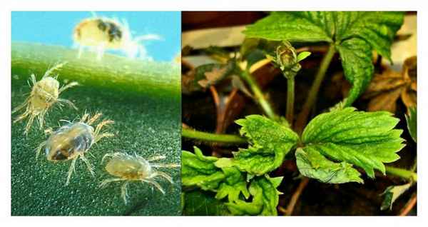 Как бороться с земляничным клещом?