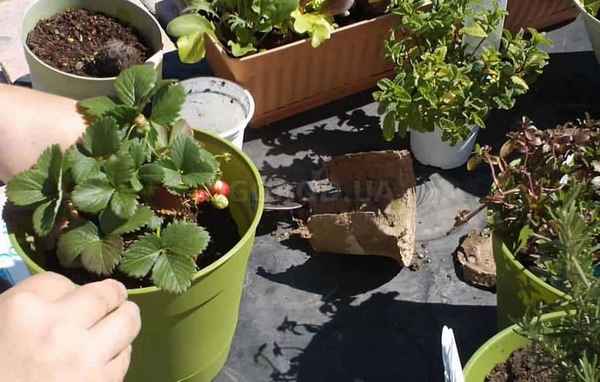 Особенности посадки и ухода за клубникой в горшках