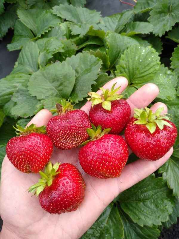 Особенности выращивания и хаpaктеристика сорта клубники Мальвина