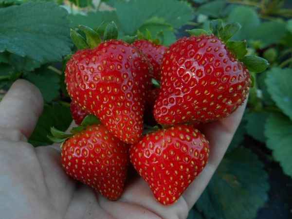 Особенности клубники сорта Вима Рина