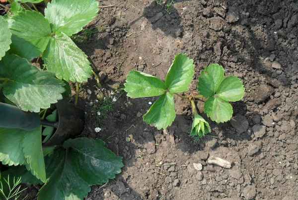 Особенности посадки клубники Чёрный лебедь и ухода за ней