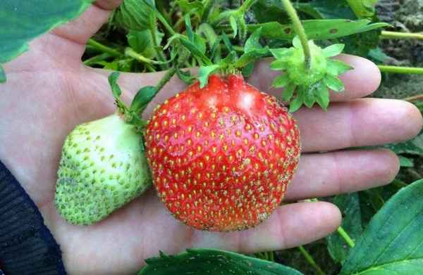 Особенности выращивания сорта клубники Берегиня