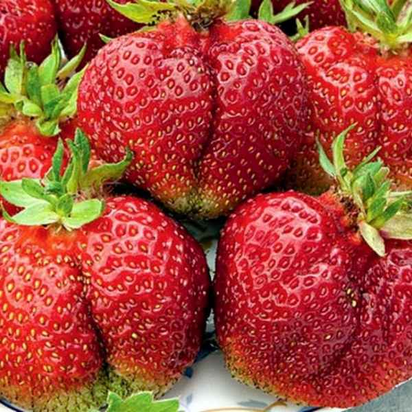 Особенности клубники Вима Тарда