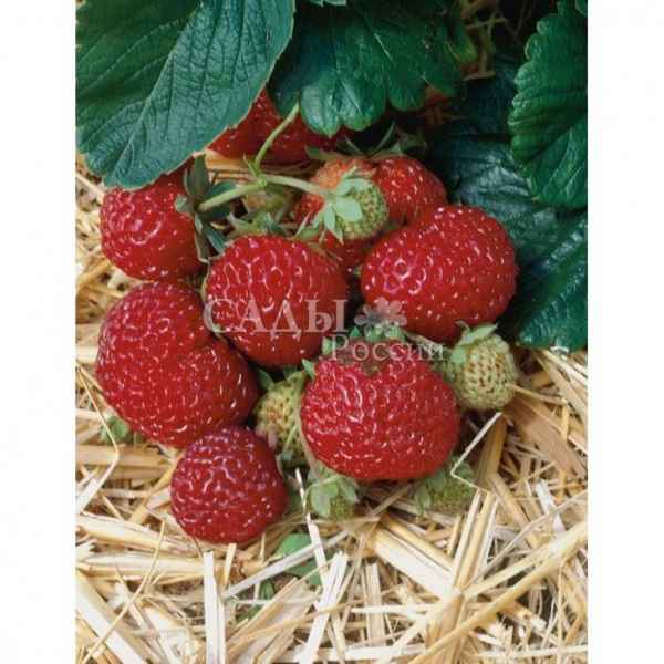 Особенности посадки и ухода за клубникой Мице Шиндлер