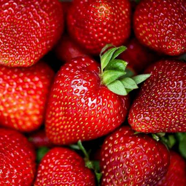 Выращивание клубники сорта Сельва и последующий уход за ней