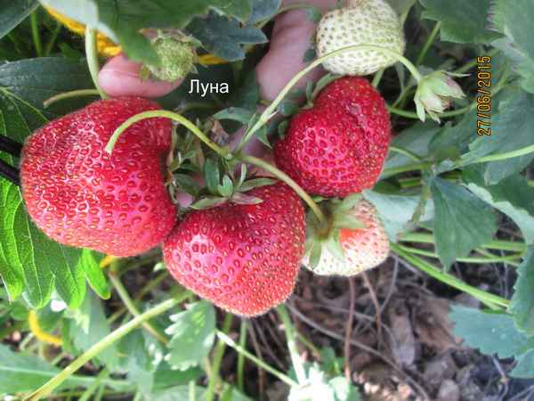 Описание и хаpaктеристика клубники сорта Луна