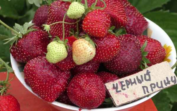 Особенности посадки и ухода за сортом клубники Чёрный принц