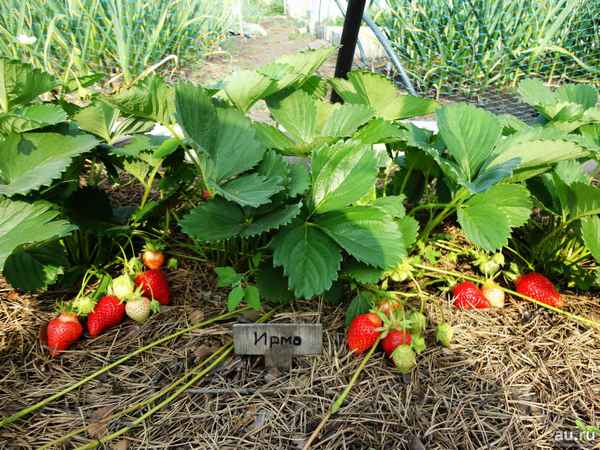 Особенности посадки и ухода за клубникой сорта Ирма
