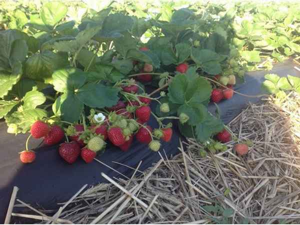 Хаpaктеристика и правила выращивания клубники Спаржи