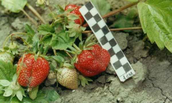 Особенности выращивания и ухода за клубникой Кембридж Фаворит