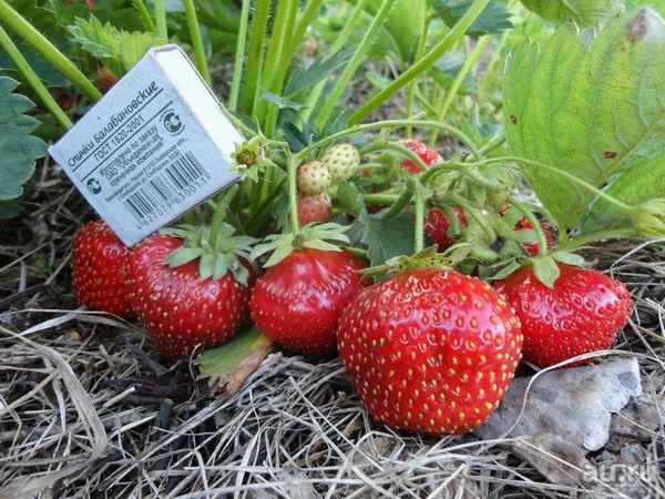 Клубника сорта Элиане: хаpaктеристика и особенности выращивания