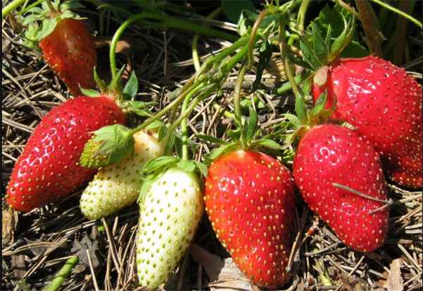 Выращивание и уход за клубникой сорта Дивная