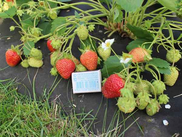 Особенности выращивания и ухода за клубникой Соловушка