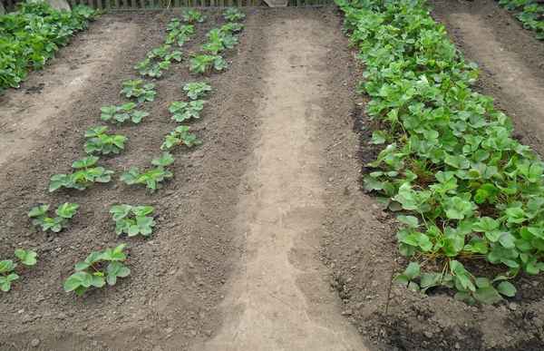 Особенности посадки и ухода за клубникой Дукат