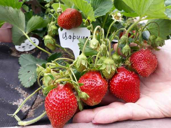 Клубника Царица: описание и хаpaктеристика сорта