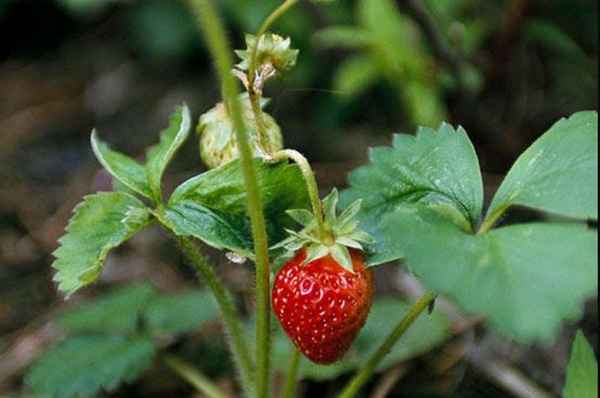 Почему у клубники мелкие ягоды?