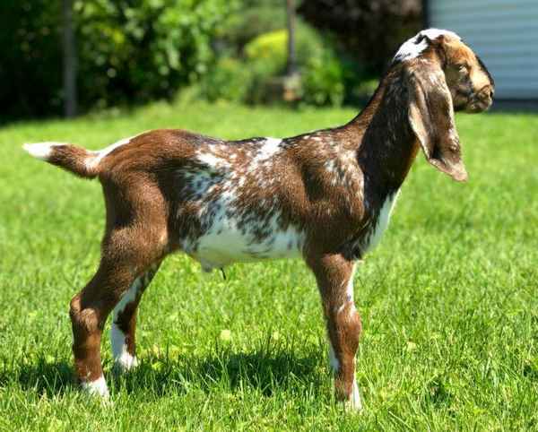 Нубийские козы: описание породы, уход и содержание