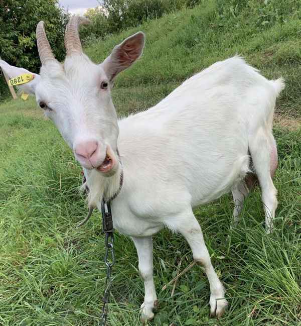 Козы зааненской породы