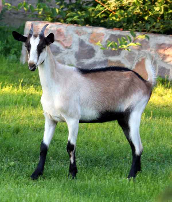 Альпийская порода коз