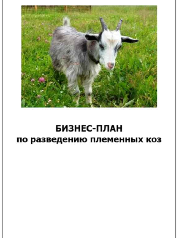 Разведение коз как бизнес: рентабельность, составление бизнес-плана