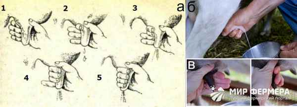 Как правильно доить козу: основные правила, инструкция для начинающих
