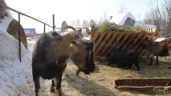 Кровь в молоке у козы: причины и лечение