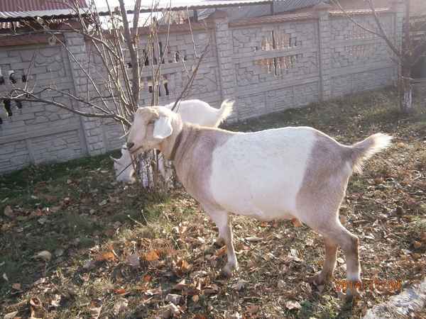 Коза не приходит в охоту: лечение