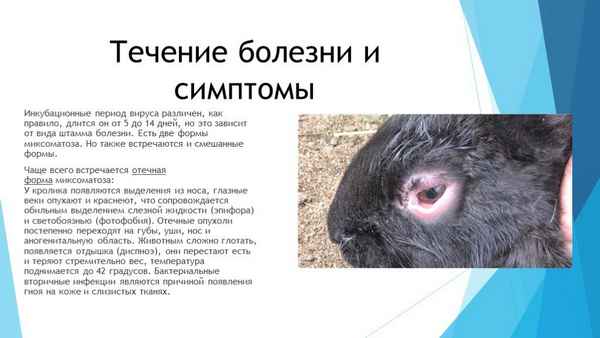 Миксоматоз у кроликов: признаки и лечение болезни, профилактика