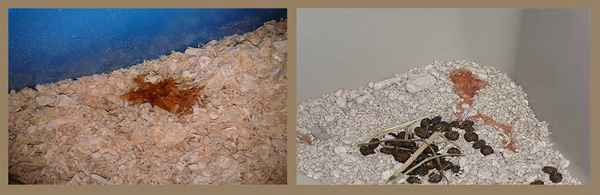 Почему у кролика красная моча: причины и лечение